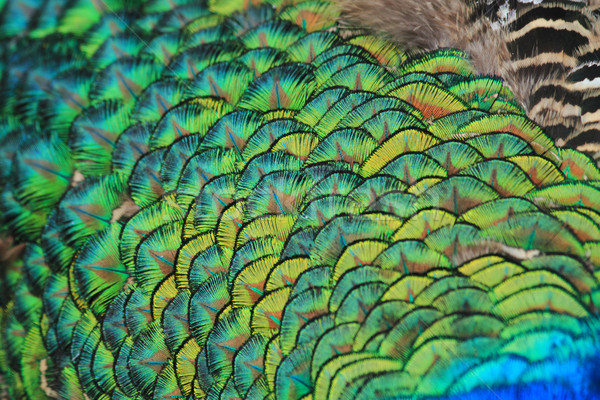 Paon plumes texture Nice animaux nature [[stock_photo]] © jonnysek