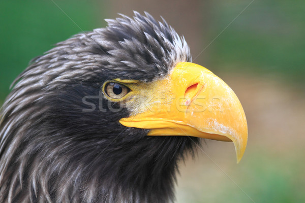 Stock photo: detail of black eagle head 