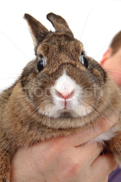 Klein konijn mijn hand geïsoleerd witte Stockfoto © jonnysek