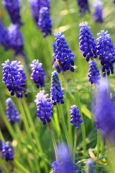 Foto stock: Azul · uva · jacinto · bom · flor · da · primavera · flor