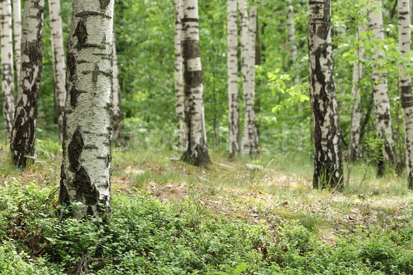 spring forest  Stock photo © jonnysek