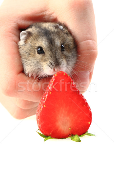 dzungarian mouse and fresh strawberry Stock photo © jonnysek