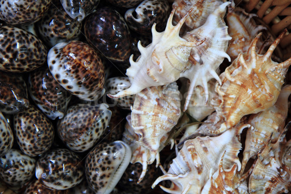 sea shells background Stock photo © jonnysek