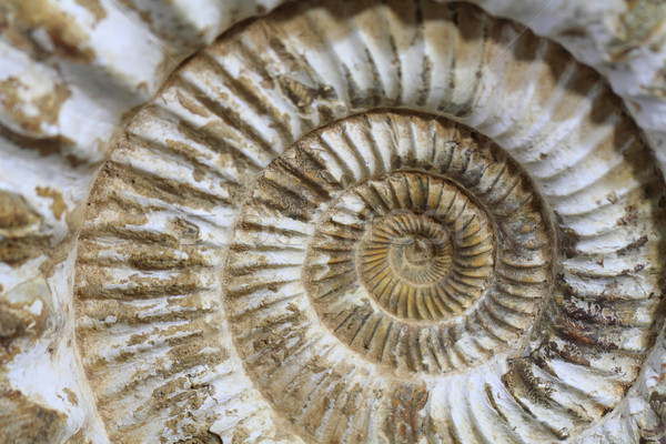 Fossiel mooie natuurlijke geologie abstract achtergrond Stockfoto © jonnysek