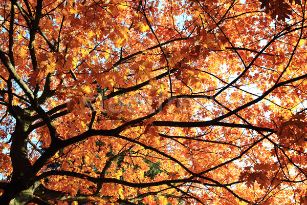 Stock photo: autumn oak tree leaves background