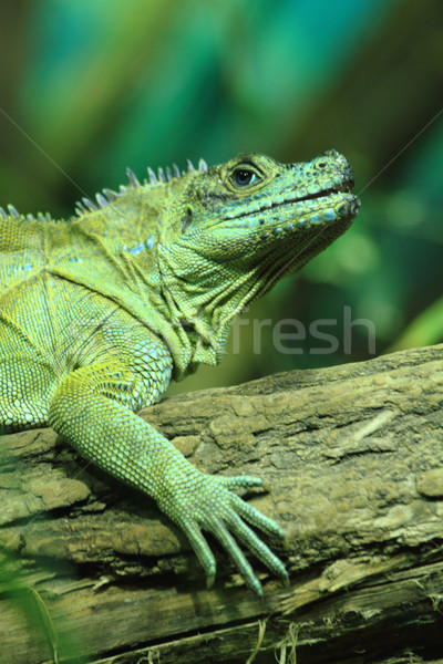 Stock photo: green lizard (dragon) 