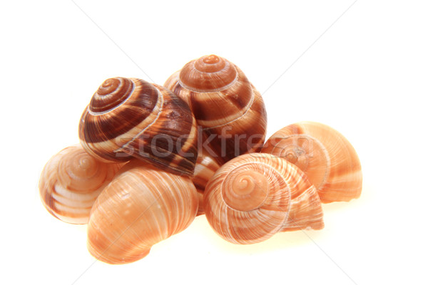 empty snail shells  Stock photo © jonnysek