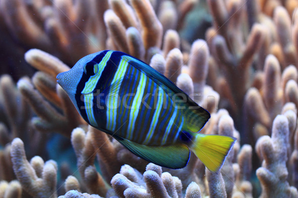 blue and yellow exotic fish  Stock photo © jonnysek