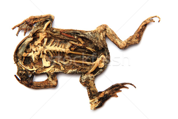 dead frog isolated Stock photo © jonnysek