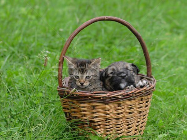 cat and dog are friends Stock photo © jonnysek