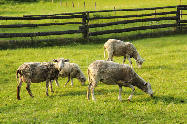 sheeps in the green grass Stock photo © jonnysek