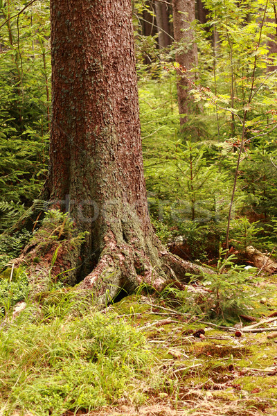detail of tree Stock photo © jonnysek