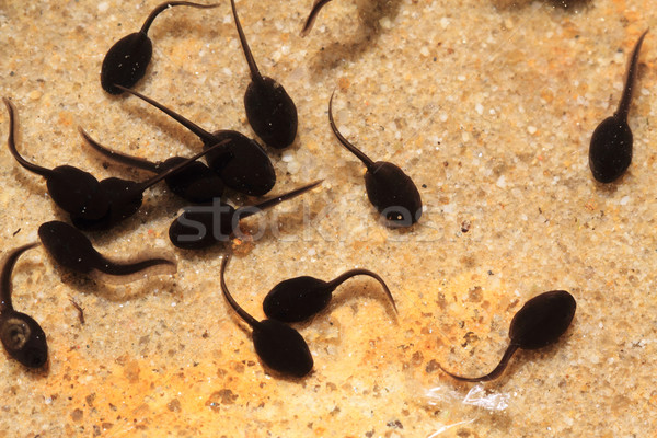 tadpoles in the fresh water  Stock photo © jonnysek