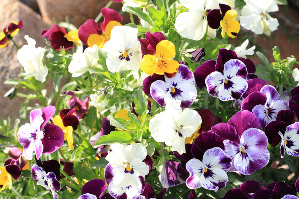 pansy flowers background Stock photo © jonnysek