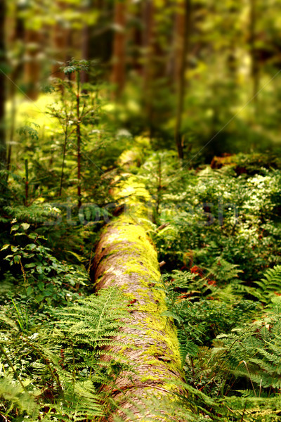 весны лес подробность форме Чешская республика трава Сток-фото © jonnysek