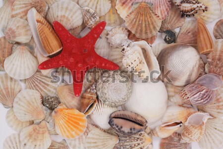 sea shells and mobile phone Stock photo © jonnysek