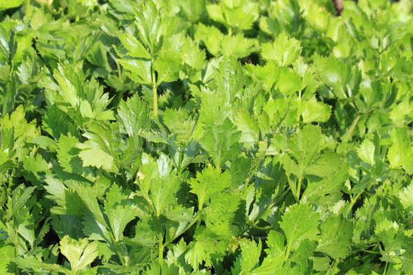 fresh celery vegetable background Stock photo © jonnysek