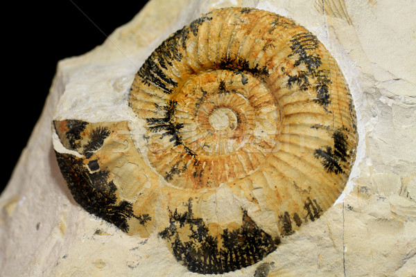 Amonite fossil background Stock photo © jonnysek