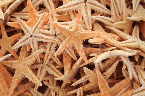 Zee star mooie natuurlijke water Stockfoto © jonnysek