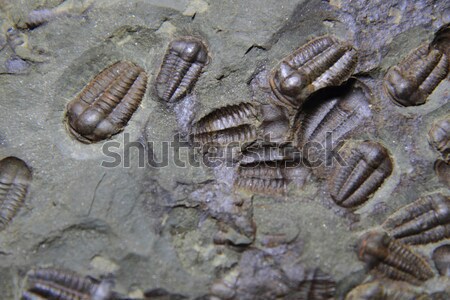 trilobite fossil as very nice background Stock photo © jonnysek