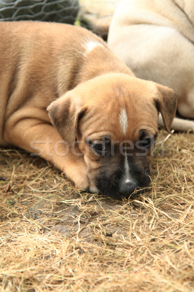 American Pit Bull Terrier puppy Stock photo © jonnysek