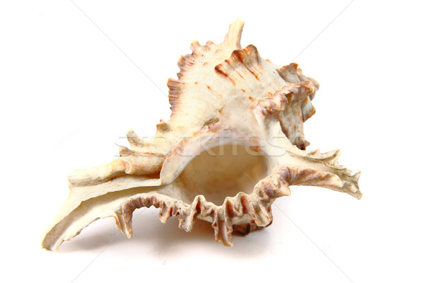 Bom exótico mar concha isolado branco Foto stock © jonnysek