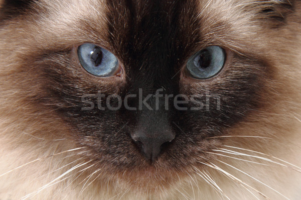 radgoll cat  Stock photo © jonnysek
