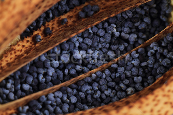 Stock photo: poppy seeds texture
