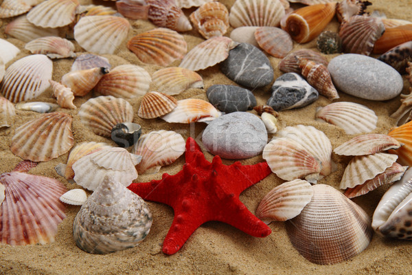sea shells and yellow sand Stock photo © jonnysek