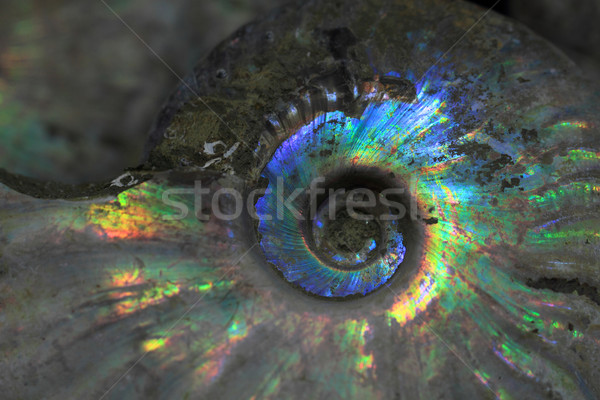 abstract amonite background Stock photo © jonnysek