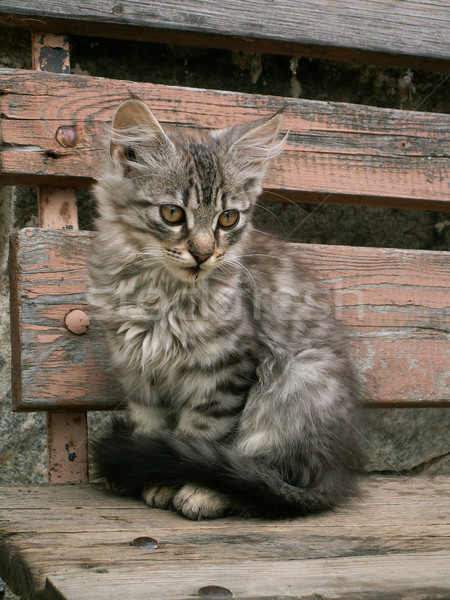 small kitten
ch Stock photo © jonnysek