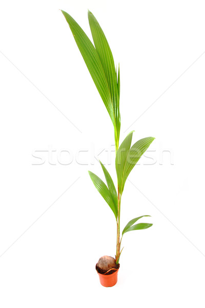 Kokospalme Baum isoliert weiß Natur Sommer Stock foto © jonnysek