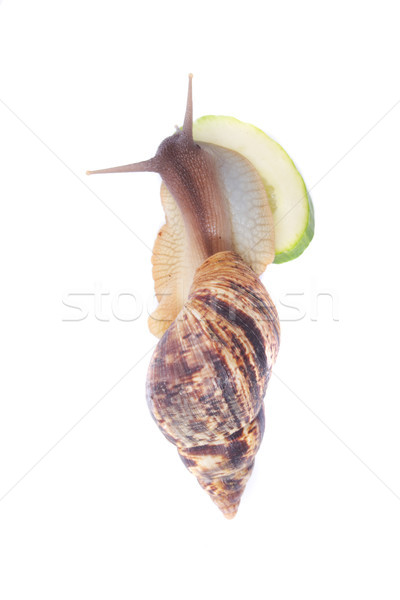 snail Stock photo © jonnysek
