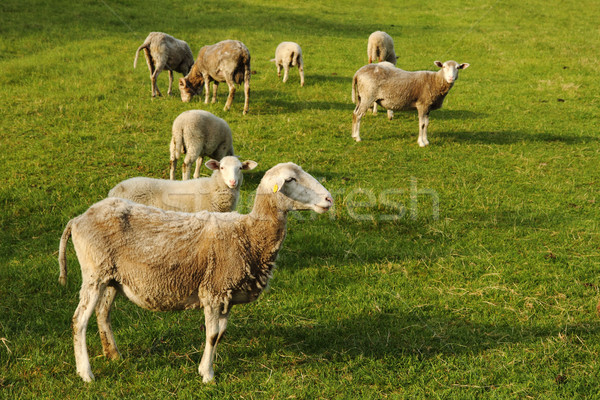 зеленая трава Nice фермы весны овец молодые Сток-фото © jonnysek