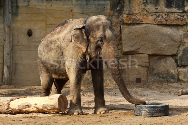 elephant Stock photo © jonnysek