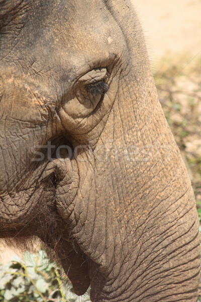 Imagine de stoc: Detaliu · elefant · grădină · zoologică · Praga · natură · piele