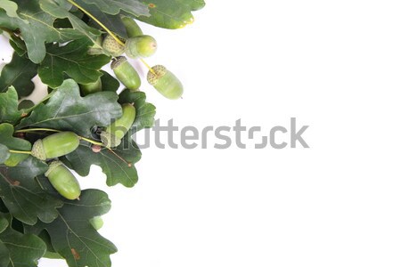 autumn background Stock photo © jonnysek