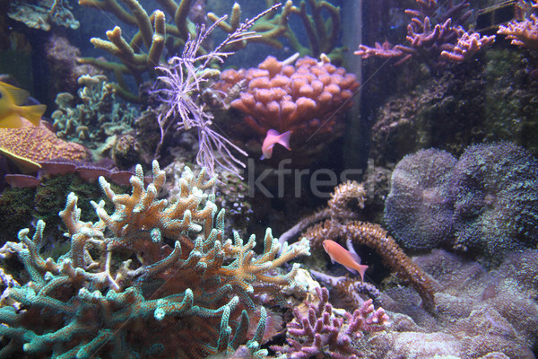 aquarium background Stock photo © jonnysek