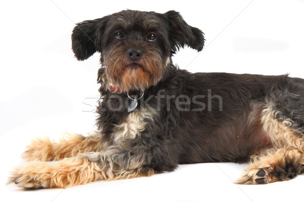 small dog Stock photo © jonnysek