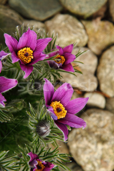 pasqueflower Stock photo © jonnysek