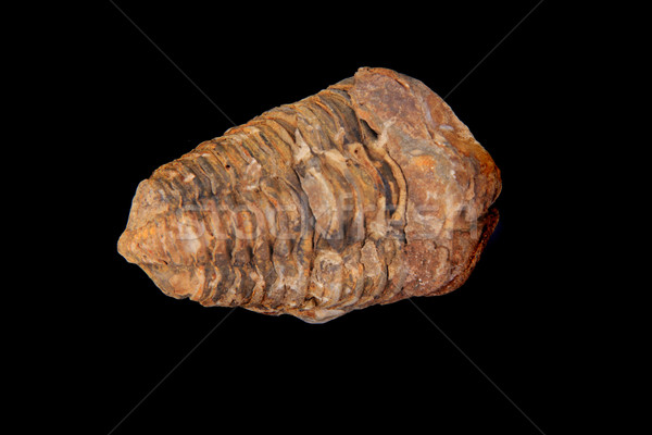 Fosil izolat negru mare stâncă piatră Imagine de stoc © jonnysek