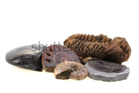 old fossils collection Stock photo © jonnysek