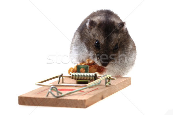 dzungarian mouse in the mousetrap Stock photo © jonnysek