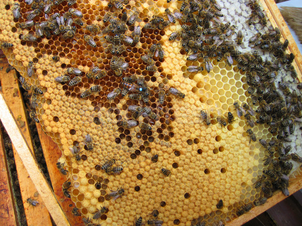 Bijen moeder aantal natuur achtergrond geneeskunde Stockfoto © jonnysek
