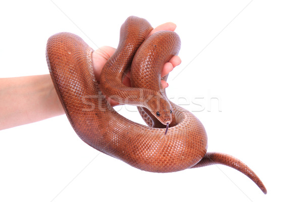 rainbow boa snake and human hands Stock photo © jonnysek