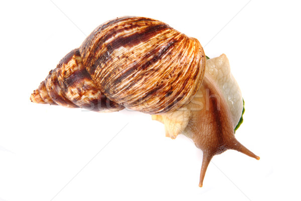 big snail  Stock photo © jonnysek