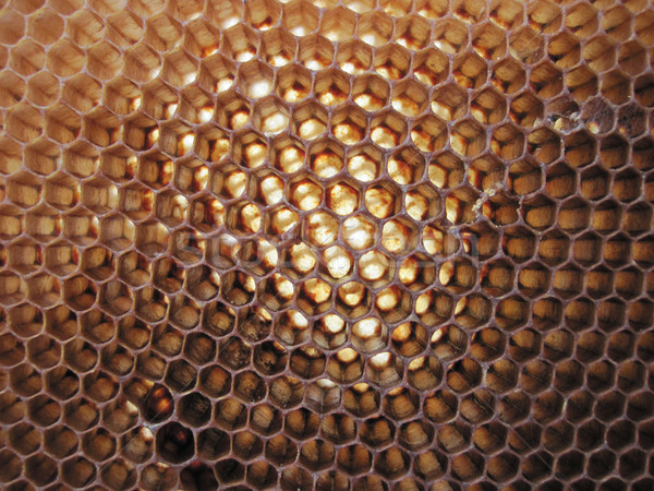 beeswax texture without honey Stock photo © jonnysek