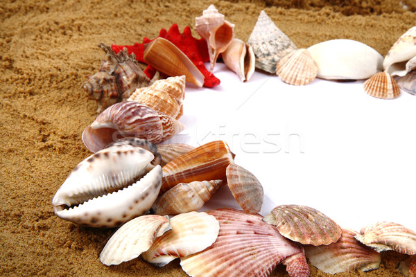 sea shells in the sand Stock photo © jonnysek