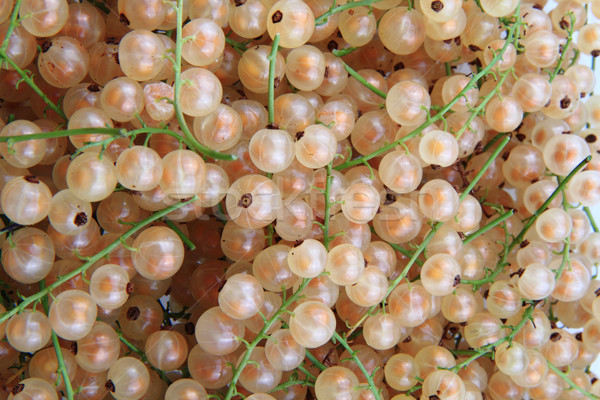Fehér ribiszke természetes étel szép természet Stock fotó © jonnysek