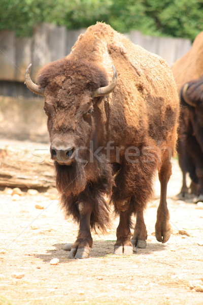 バイソン 動物園 プラハ 草 自然 ストックフォト © jonnysek